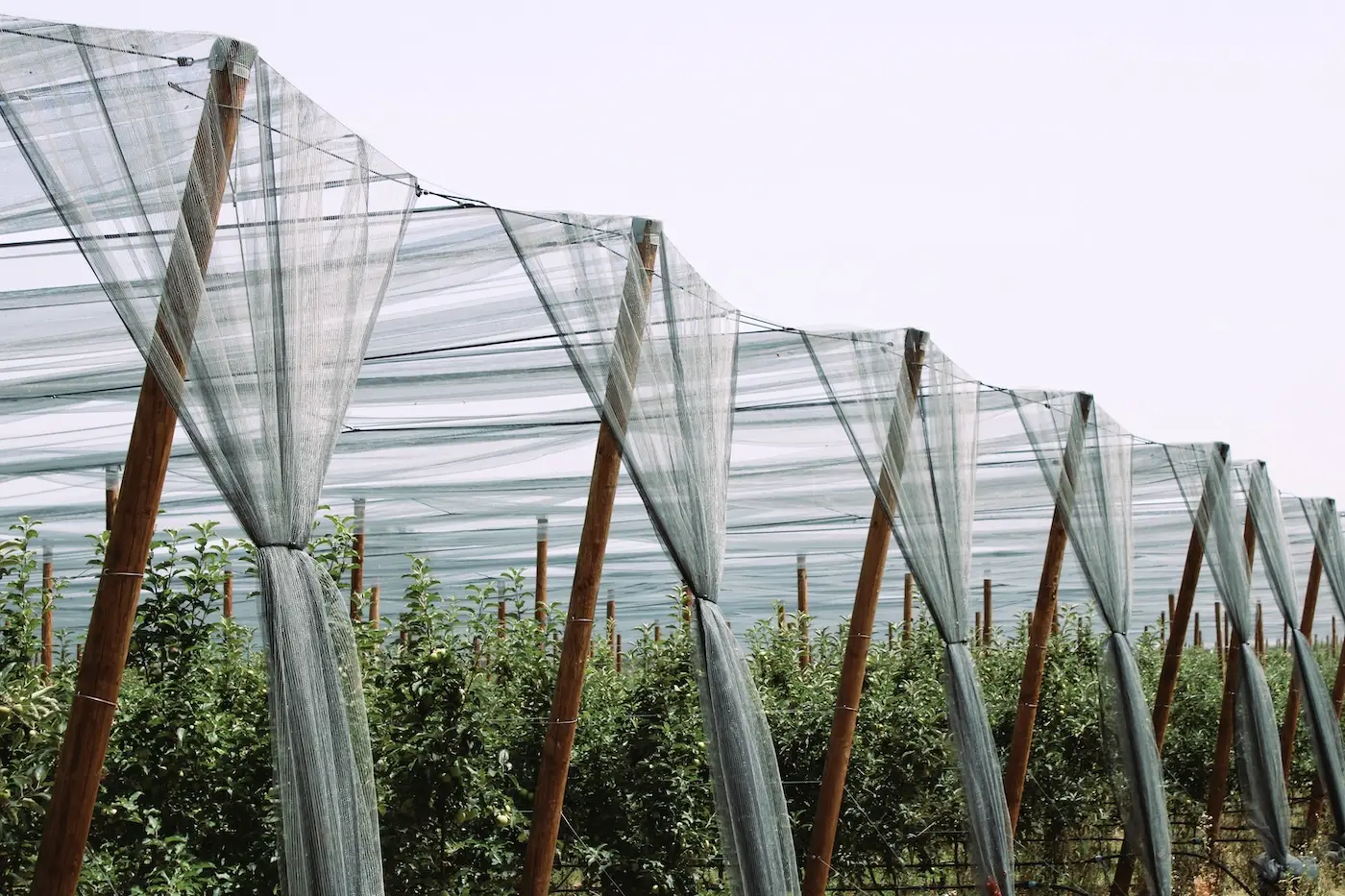 Exploitation agricole Campourcy